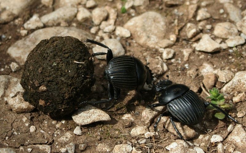 Жук-навозник
