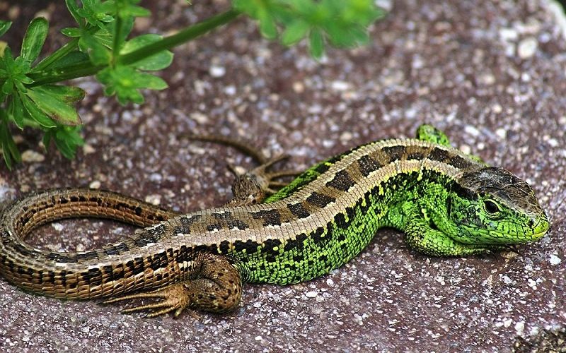 Ящерица обыкновенная