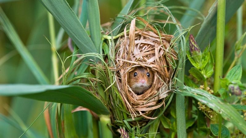 Мышь-малютка