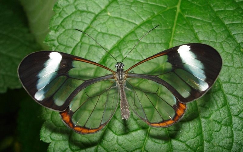 Стеклянницы Грета Ото