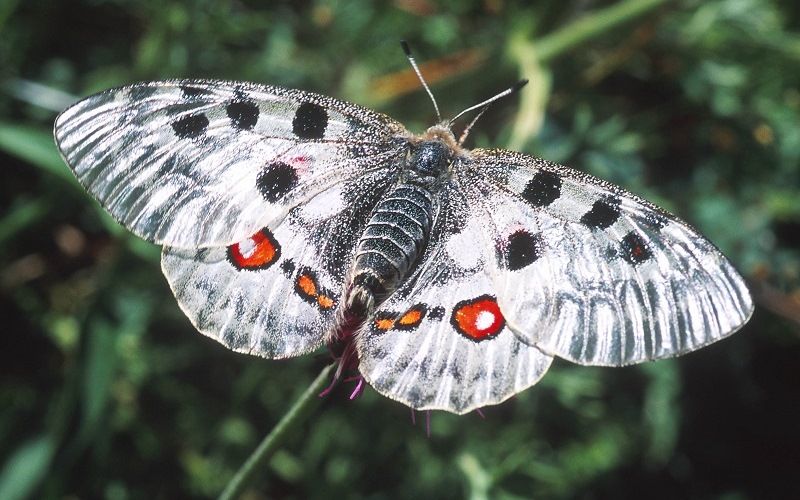 Парнасиус Баннингтони (Parnassius bannyngtoni)