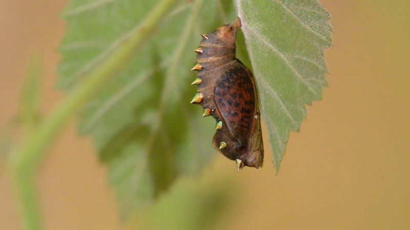 Куколка бабочки