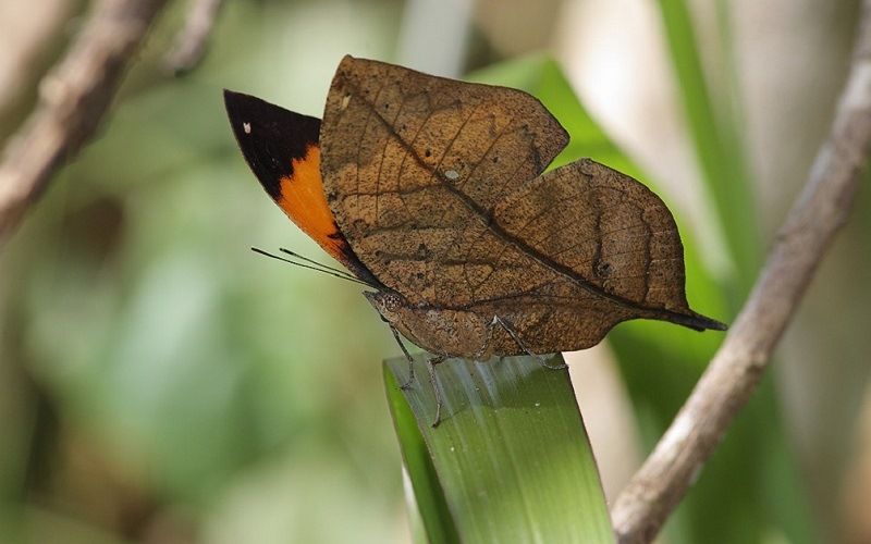 Бабочка - дуболист
