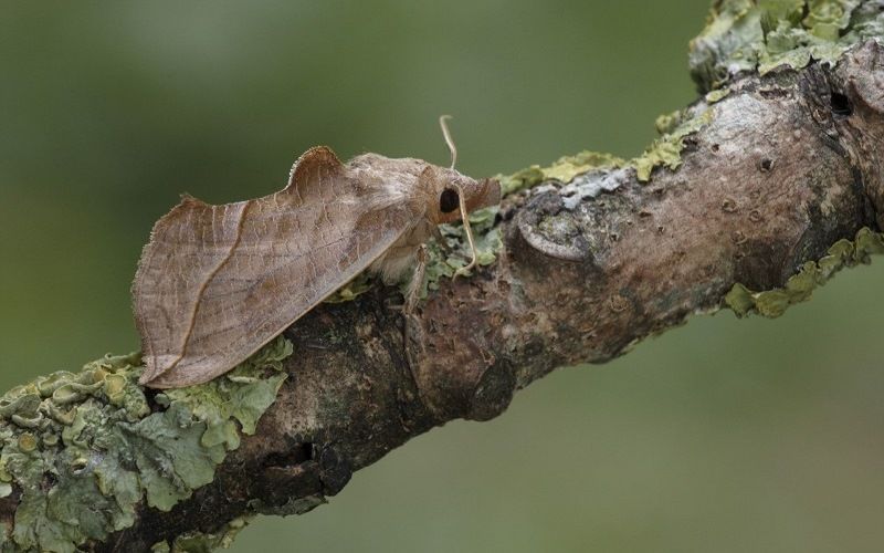 Мотылек Калиптра