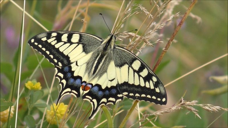 Бабочка парусник