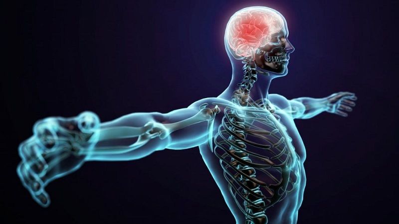 Опорно-двигательная система человека