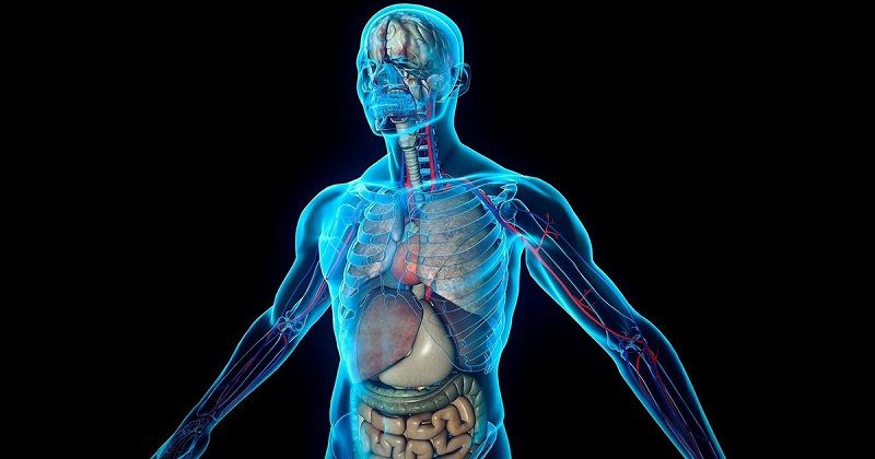 Внутренние органы человека