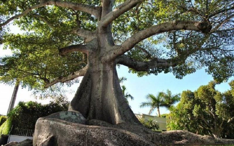 Экзотические сейбы