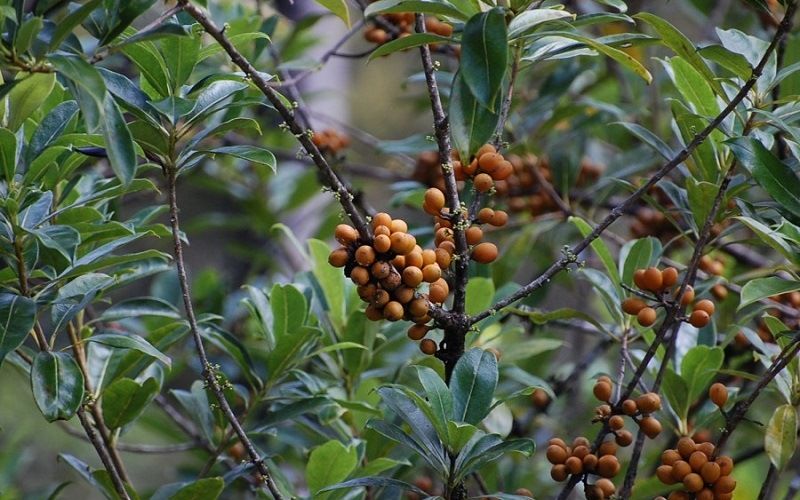 Копаифера (керосиновое дерево)