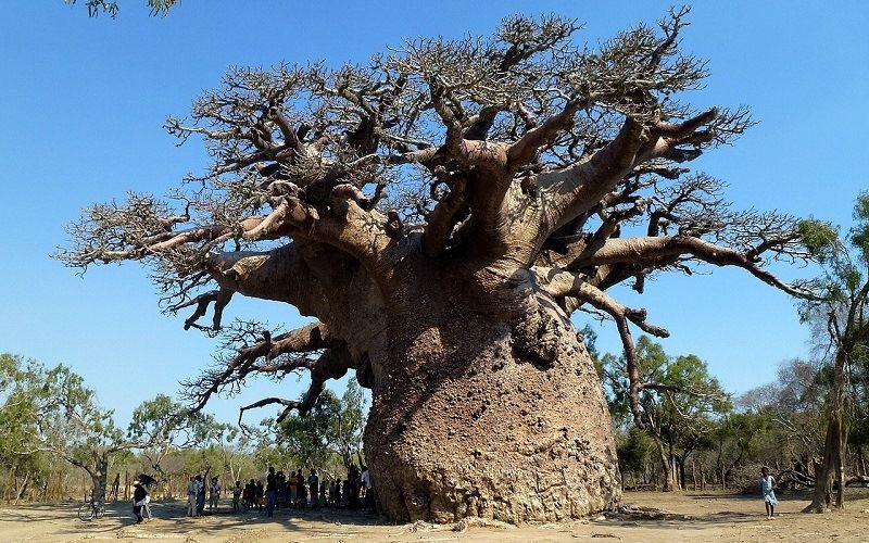 Африканский баобаб