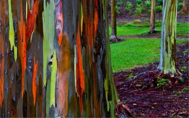 Радужный эвкалипт