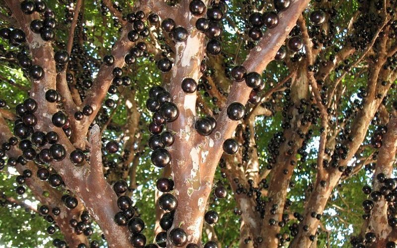 Удивительное дерево жаботикаба