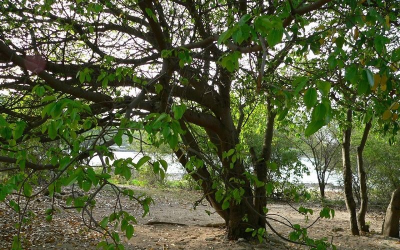 Смертельная манцинелла