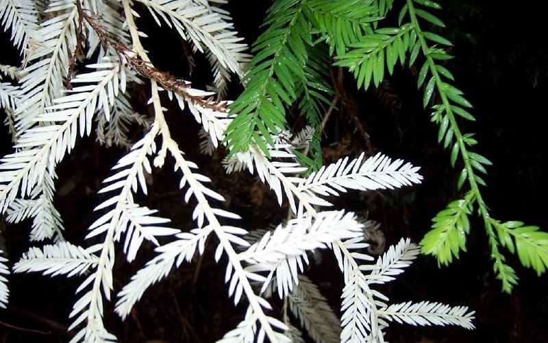 Секвойя-альбинос