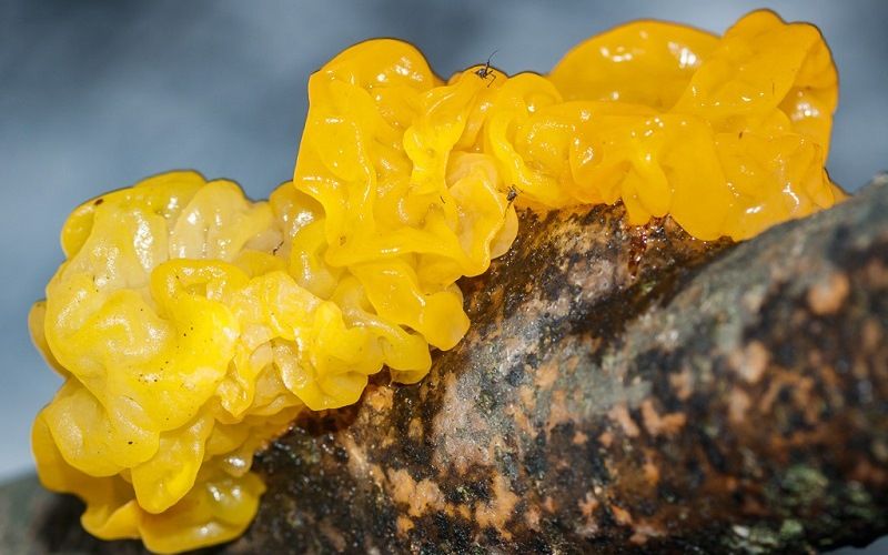 Гриб Дрожалка оранжевая