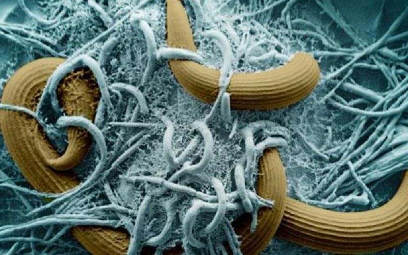 Грибы Monacrosporium ellipsosporum