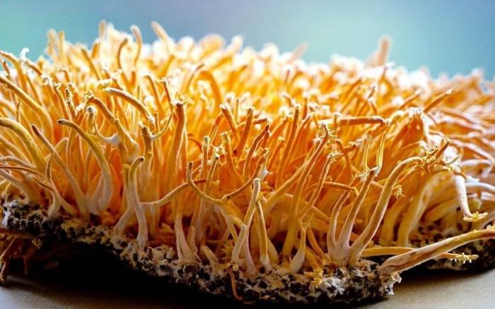 Гриб кордицепс