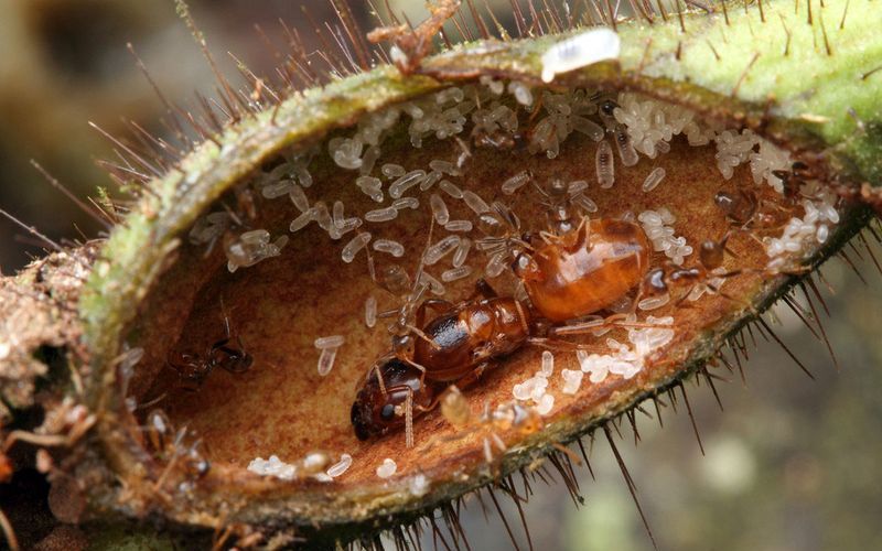 Муравьиная королева