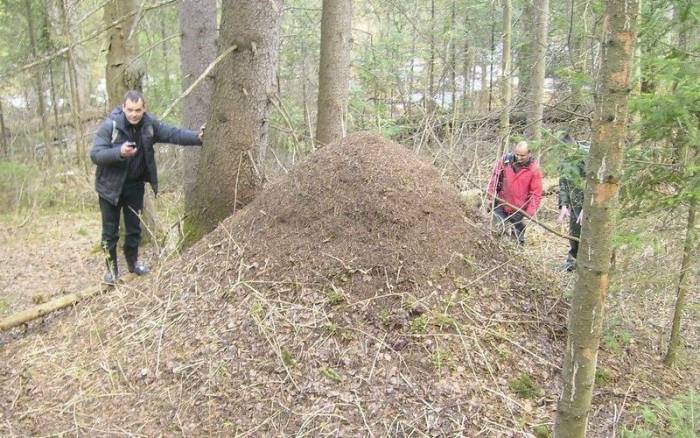 Огромный муравейник