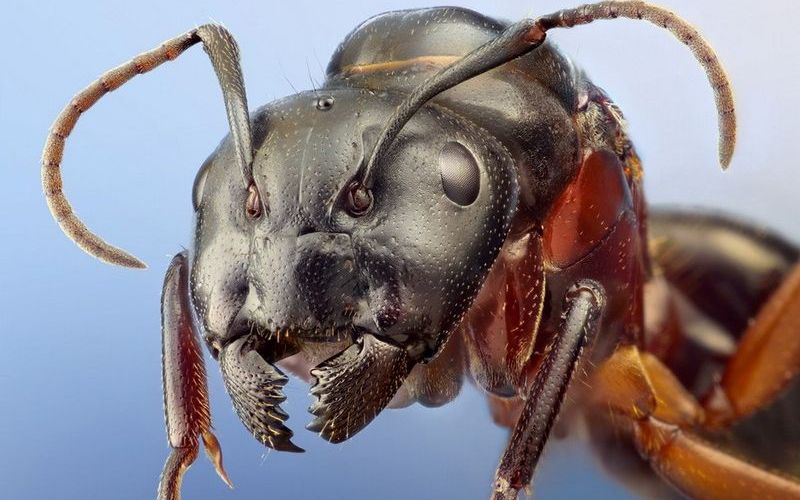 Строение головы муравья