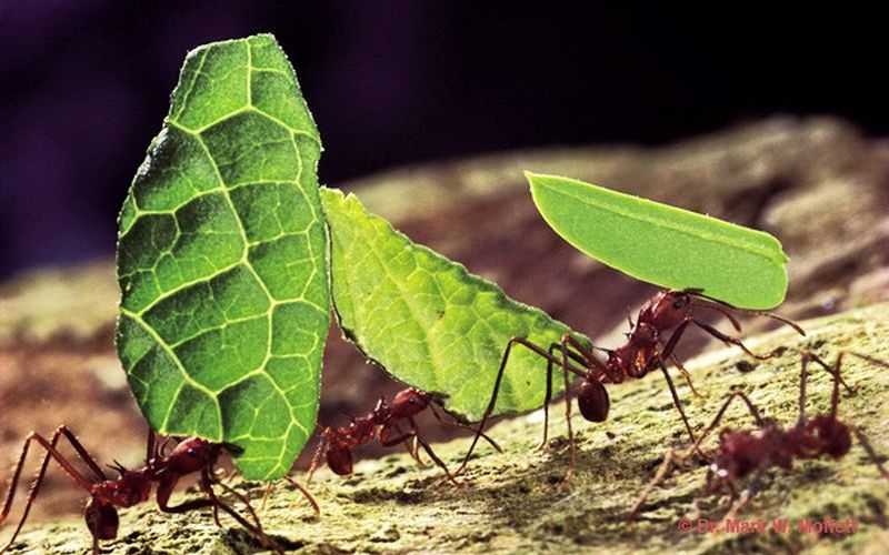 Муравьи-листорезы