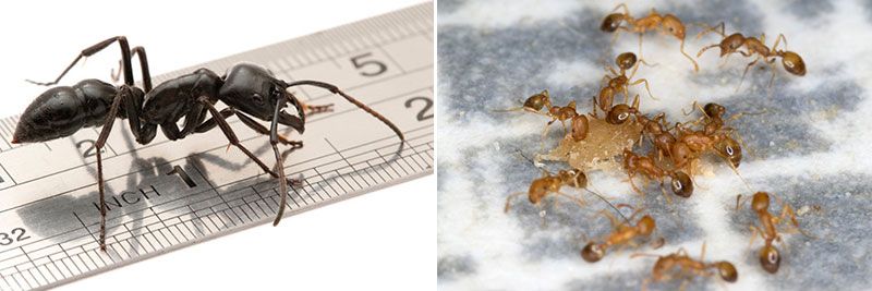 Самый большой и самый мленький муравей