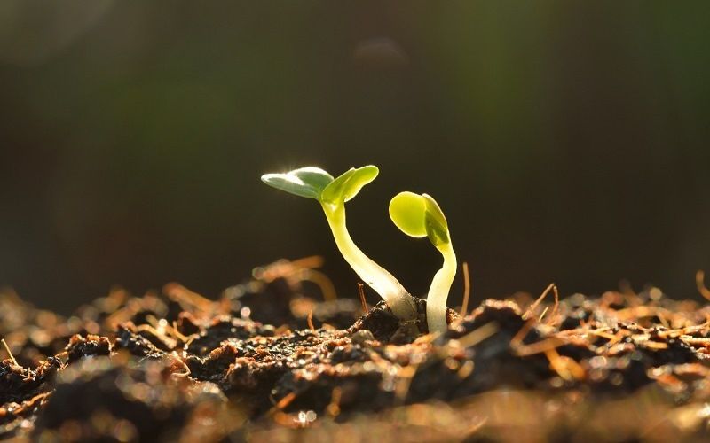 Влияние музыки на рост растений