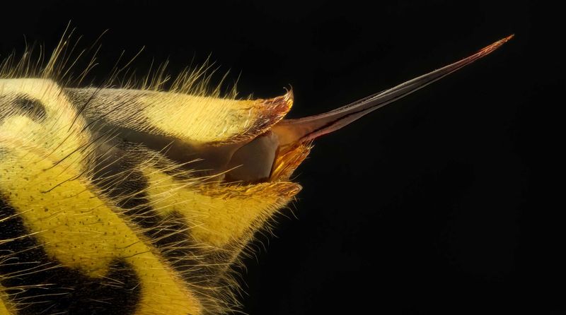 Пчелиное жало