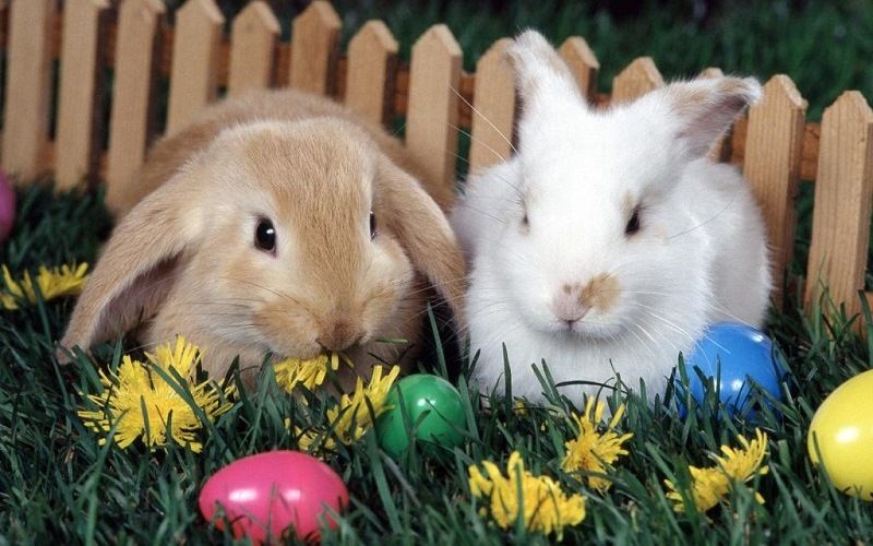 Пасхальный кролик