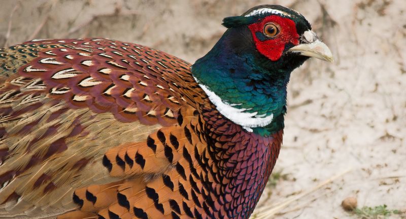 Перья фазана