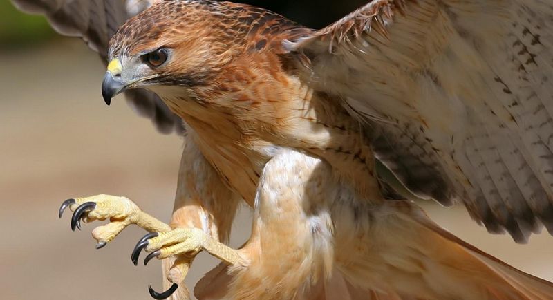 Птицы-хищники