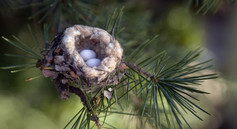 Яйца колибри