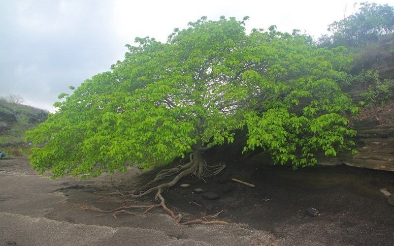 Манцинелла