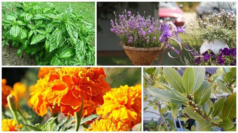 Растения репелленты