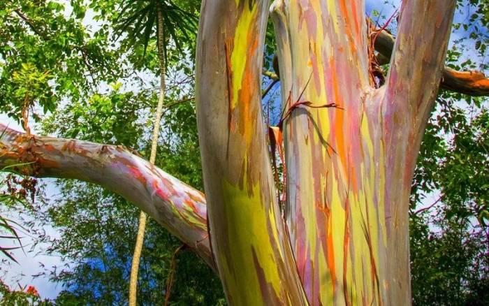 Радужный эвкалипт