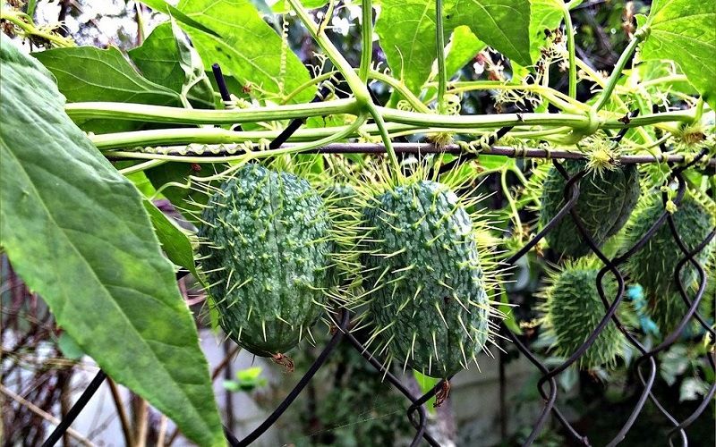 Бешеные огурцы