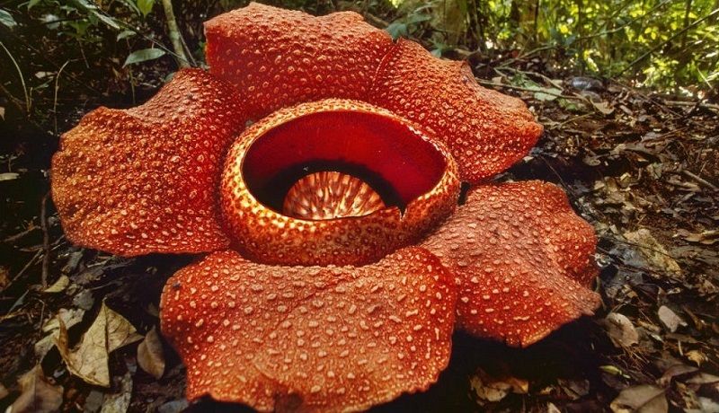 Раффлезия Арнольда