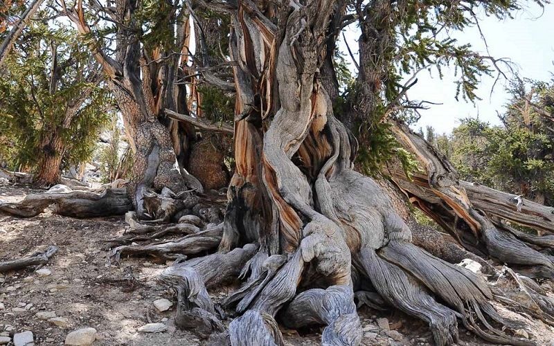 Сосна Мафусаил