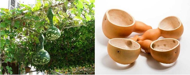 Тыква горлянка