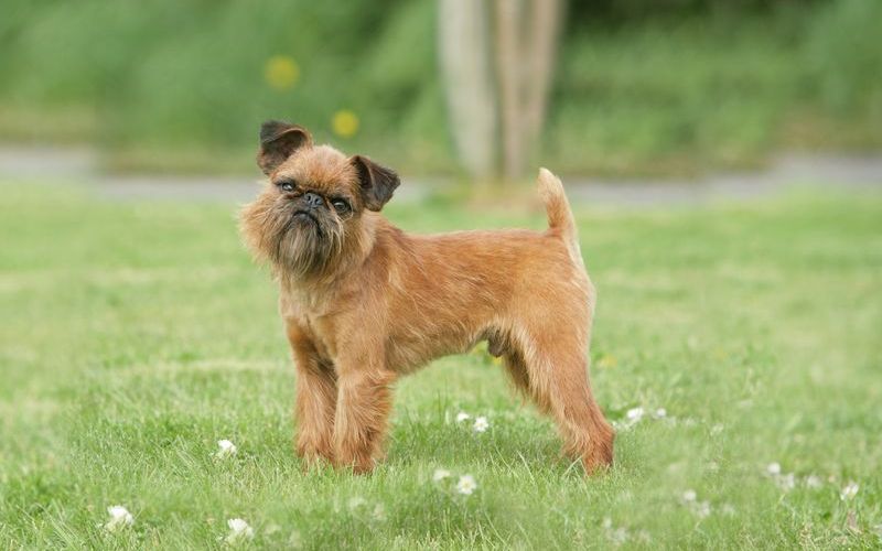 Брюссельский гриффон