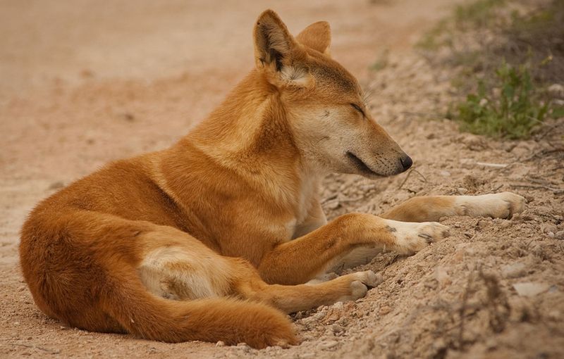 Новогвинейская поющая