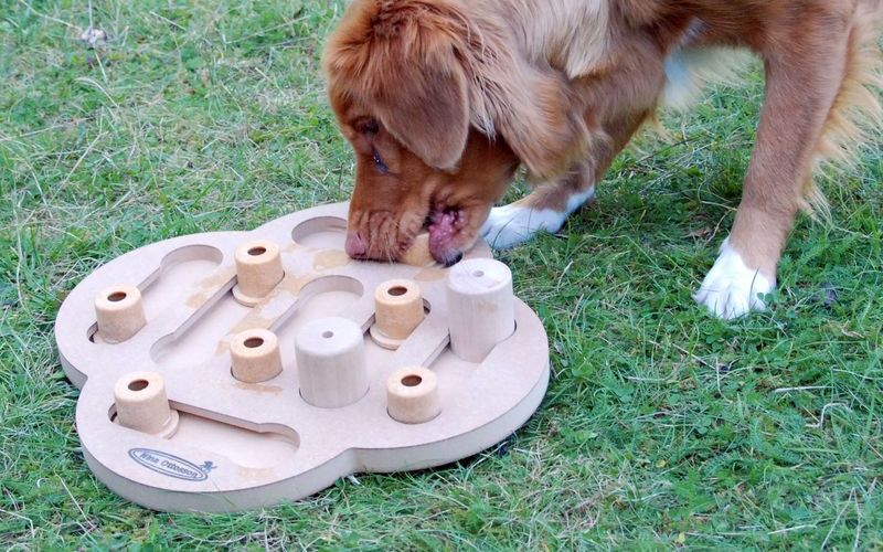 Развивающая игра для собаки