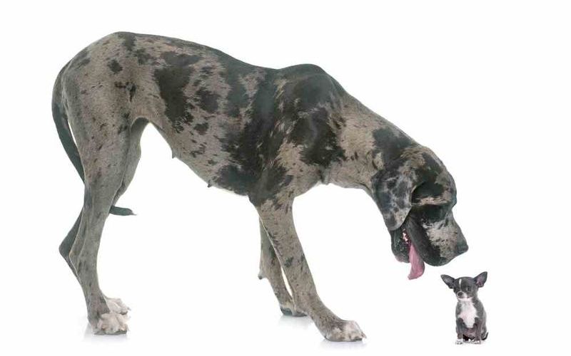 Дог и чихуахуа