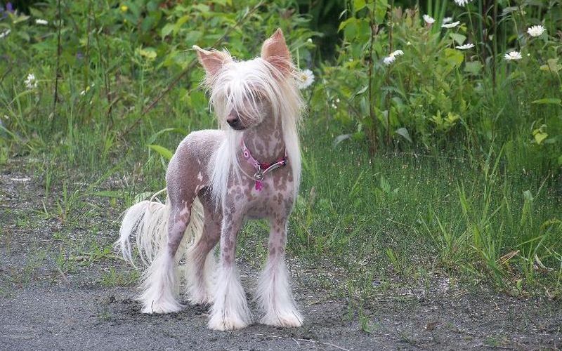 Китайская хохлатая собака