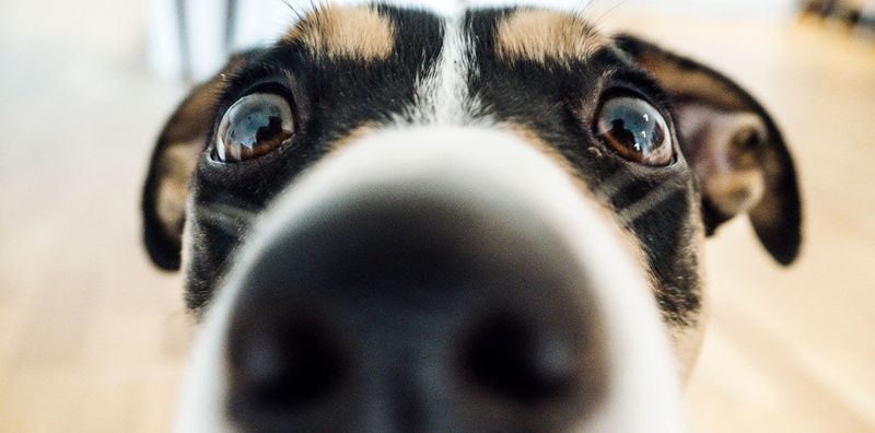 Нюх у собаки