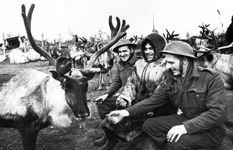 Боевые лоси