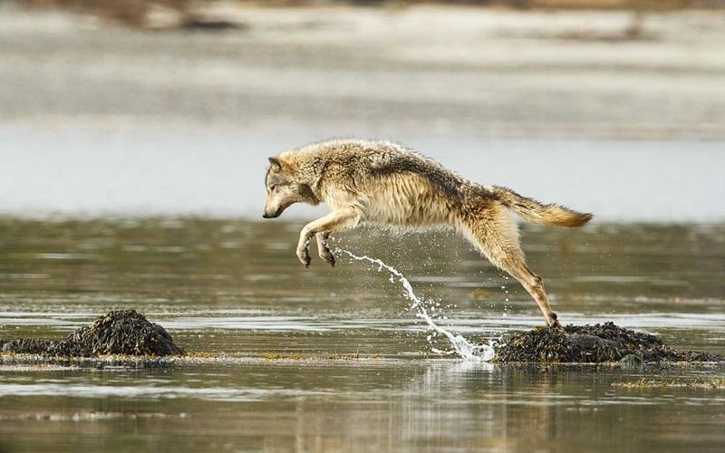 Волк охотится за рыбой