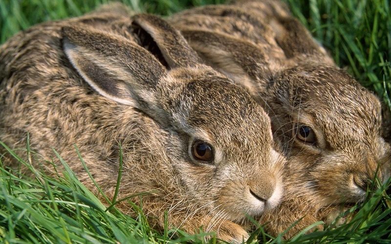 Зайцы летом