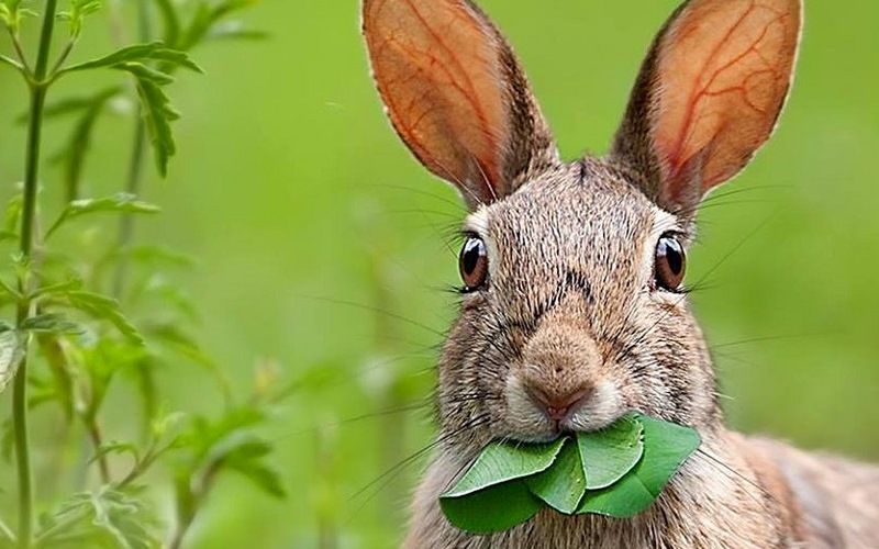 Чем питаются зайцы