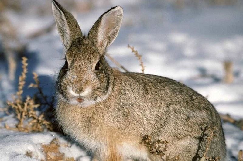 Заяц зимой